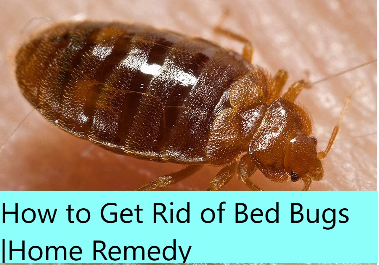 10 Remedies To Get Rid Of Bedbugs | How To Get Rid Of Bed Bugs Home Remedy